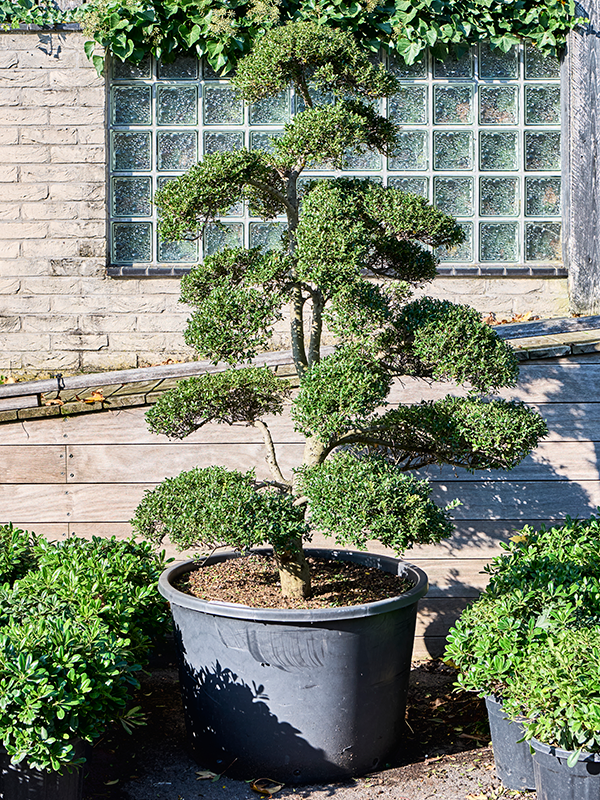 
                  
                    Ilex crenata 'Kinme'
                  
                