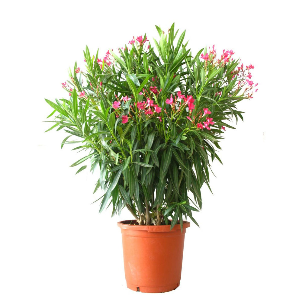 Laurier fleur Nerium oleander