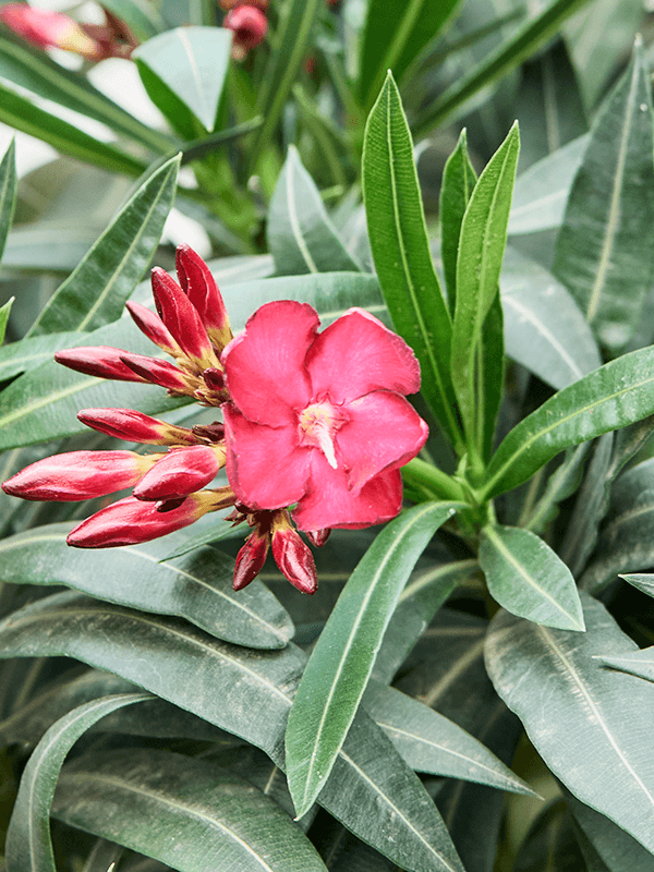 
                  
                    Laurier rose Nerium oleander (tige)
                  
                