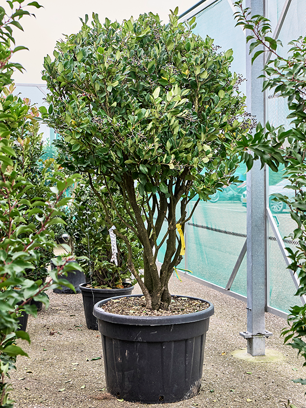 
                  
                    Troene Ligustrum japonicum Texanum
                  
                