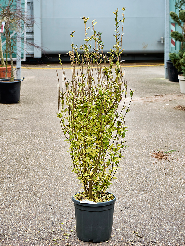 Ligustrum ovalifolium Aureum troene