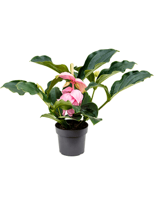 Medinilla magnifica