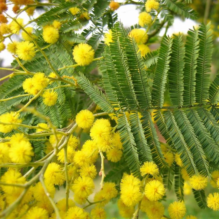 
                  
                    Mimosa d'hiver Acacia dealbata
                  
                