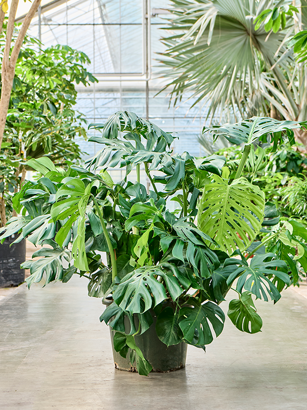 
                  
                    Monstera deliciosa
                  
                