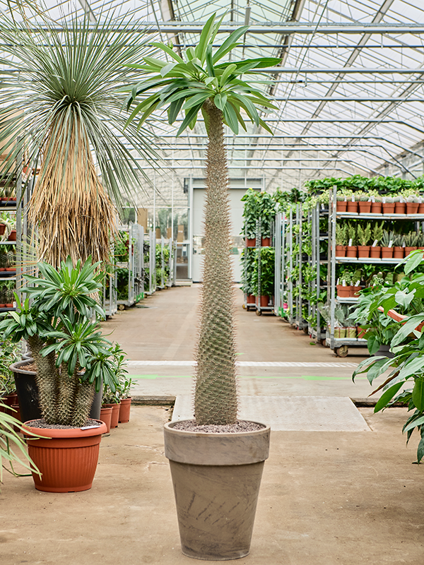 Pachypodium lamerei