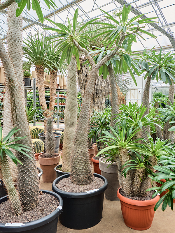 
                  
                    Pachypodium lamerei
                  
                