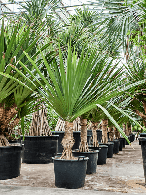 
                  
                    Pandanus utilis
                  
                