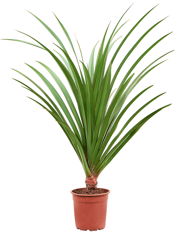 
                  
                    Pandanus utilis
                  
                