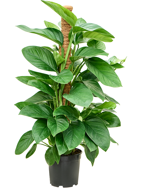Philodendron Guttifero Green