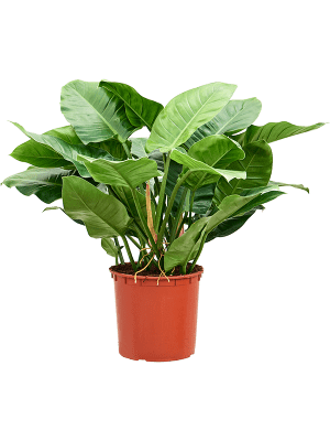 
                  
                    Philodendron Imperial Green
                  
                