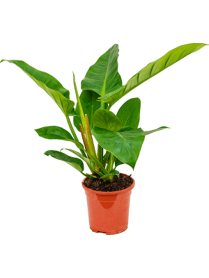 Philodendron Imperial Green