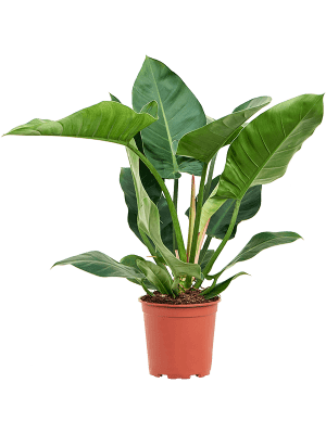 
                  
                    Philodendron Imperial Green
                  
                