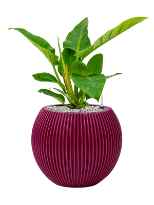 Philodendron `Imperial Green' en Capi