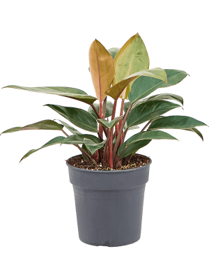 
                  
                    Philodendron Red Beauty
                  
                