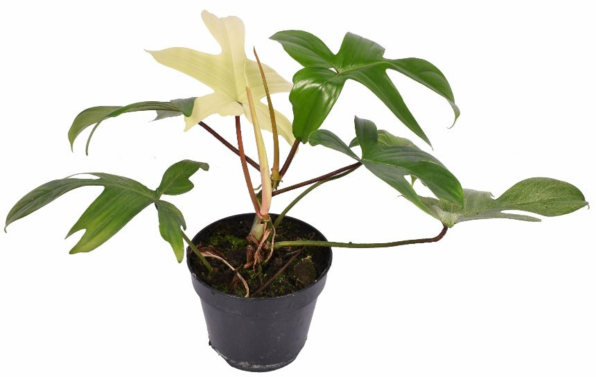 
                  
                    Philodendron Florida Ghost
                  
                