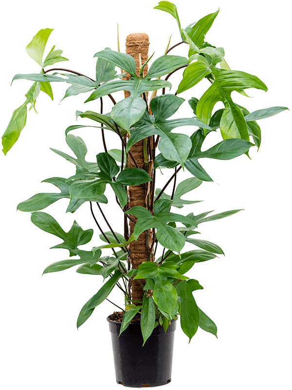 
                  
                    Philodendron pedatum
                  
                