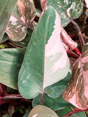 
                  
                    Philodendron Pink Princess
                  
                