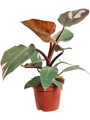 
                  
                    Philodendron Pink Princess
                  
                