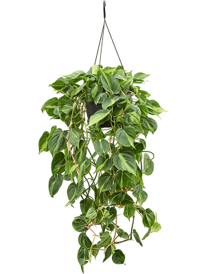 
                  
                    Philodendron scandens 'Brasil' (retombant)
                  
                