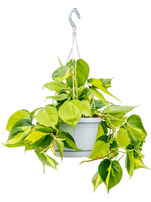 Philodendron scandens 'Brasil' (retombant)