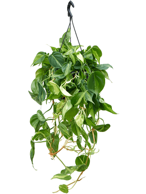 
                  
                    Philodendron scandens 'Brasil' (retombant)
                  
                