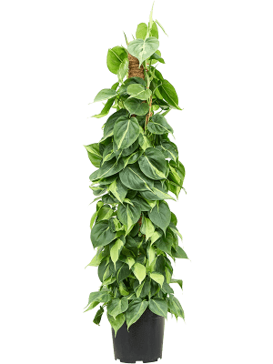 
                  
                    Philodendron scandens 'Brasil' (tuteur)
                  
                