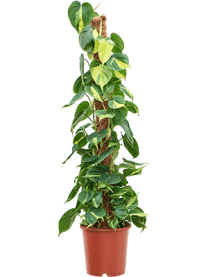 
                  
                    Philodendron scandens 'Brasil' (tuteur)
                  
                