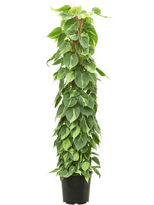 
                  
                    Philodendron scandens 'Brasil' (tuteur)
                  
                