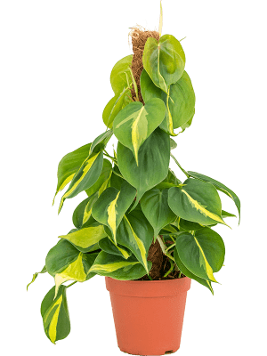 Philodendron scandens 'Brasil' (tuteur)