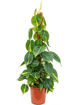 
                  
                    Philodendron scandens 'Brasil' (tuteur)
                  
                