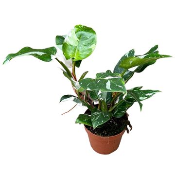 Philodendron White Princess