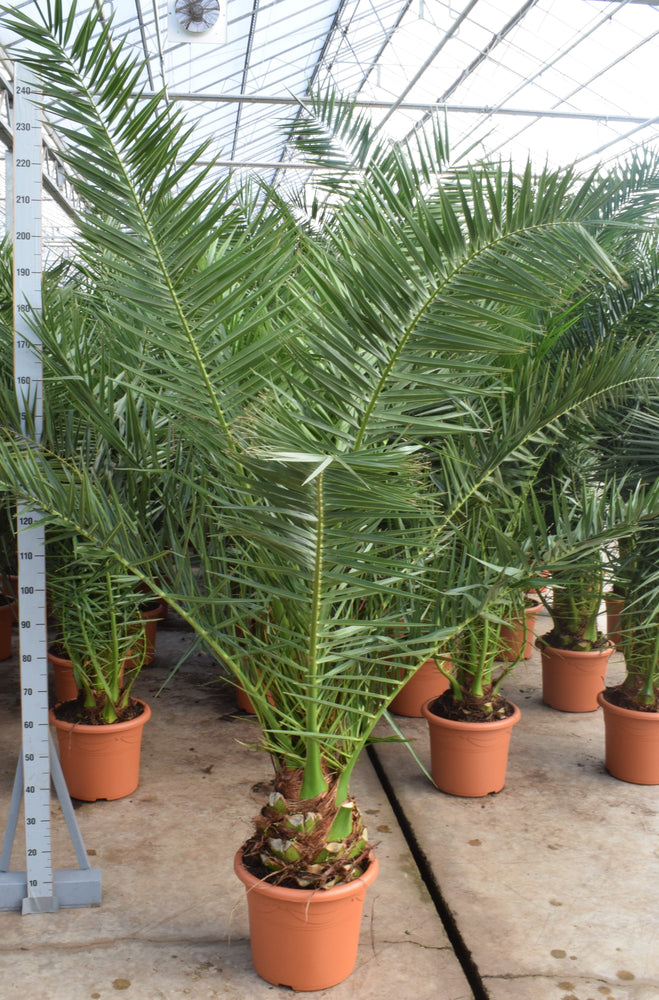 
                  
                    Palmier Phoenix canariensis
                  
                