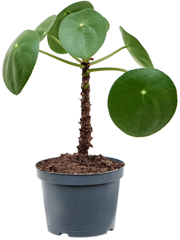 
                  
                    Pilea peperomioides
                  
                