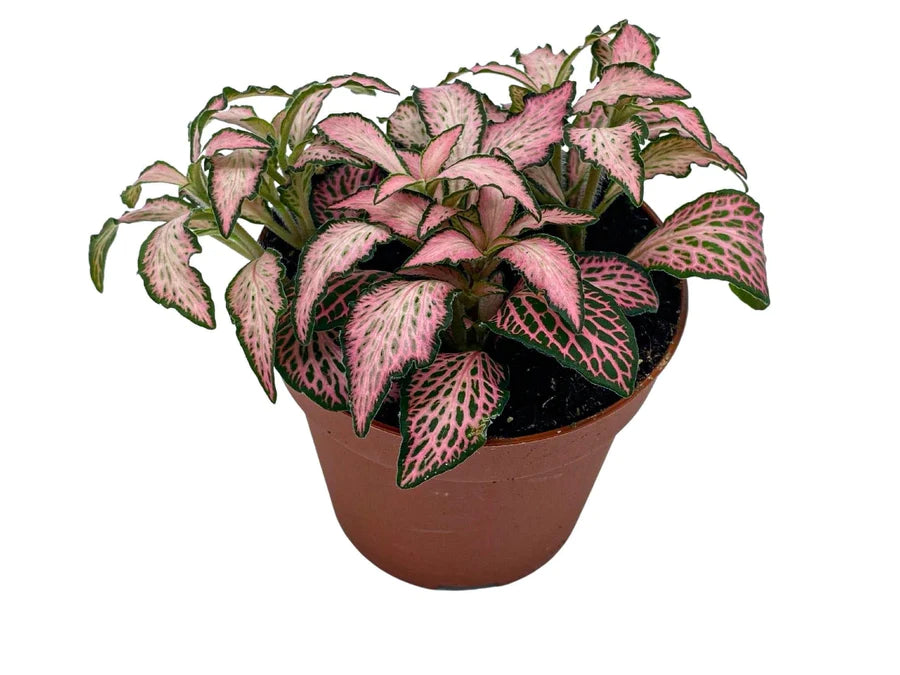 
                  
                    Fittonia
                  
                