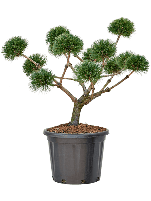 Pinus nigra 'Brepo'