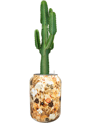Euphorbia ingens en pot Designed By Lammie