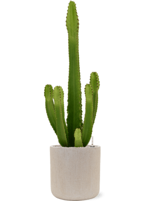 
                  
                    Euphorbia ingens en pot
                  
                