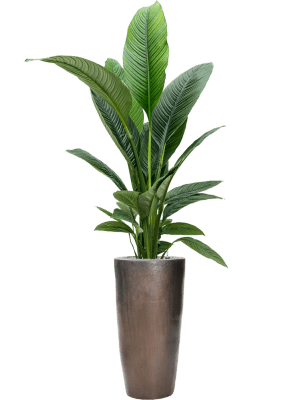 Spathiphyllum 'Sensation' en pot Pain