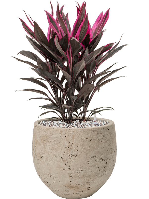 Cordyline fruticosa Tango en pot Rough