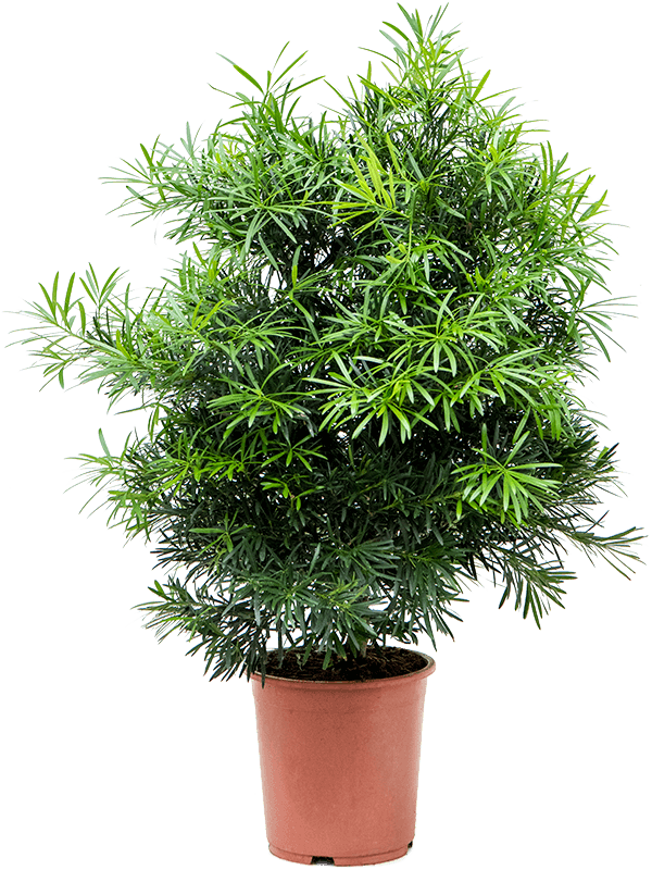 
                  
                    Podocarpus macrophyllus
                  
                