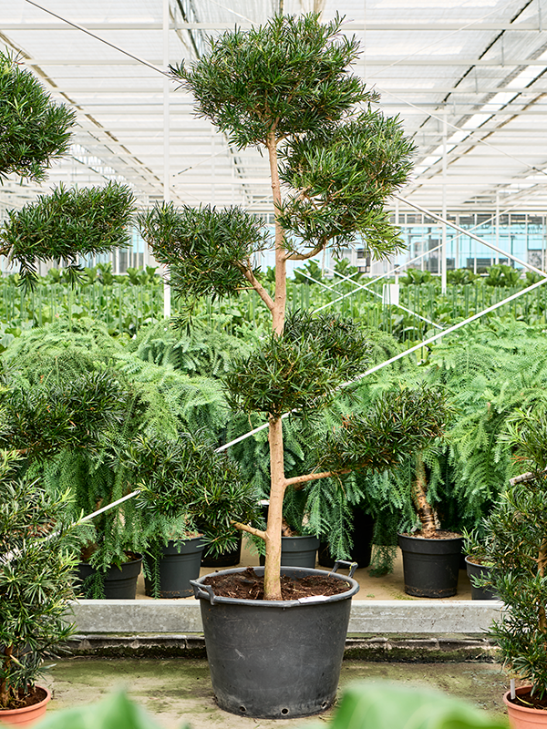 
                  
                    Podocarpus macrophyllus
                  
                