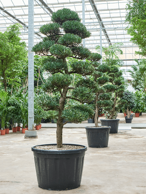 
                  
                    Podocarpus macrophyllus
                  
                