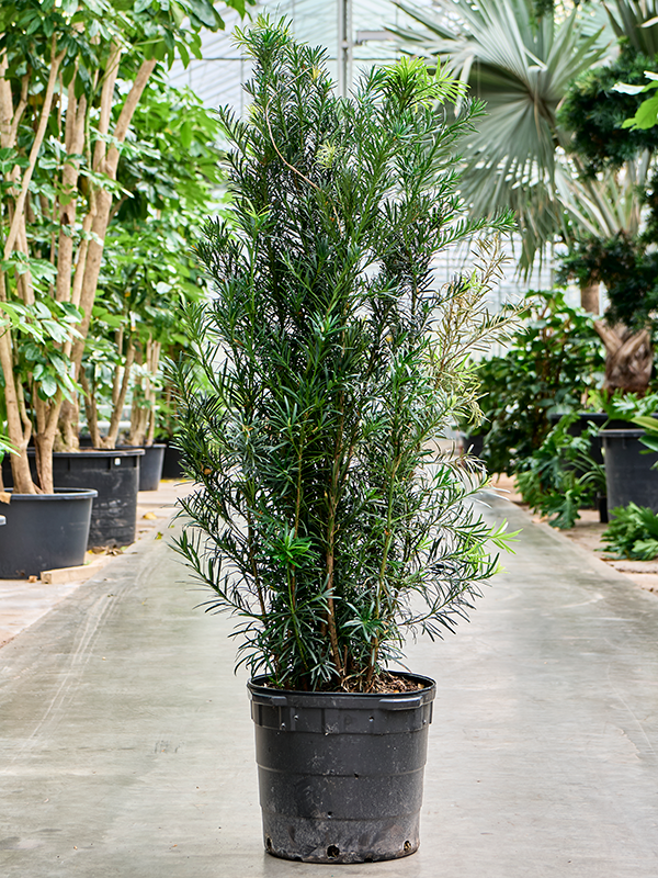 Podocarpus macrophyllus 'Maki'