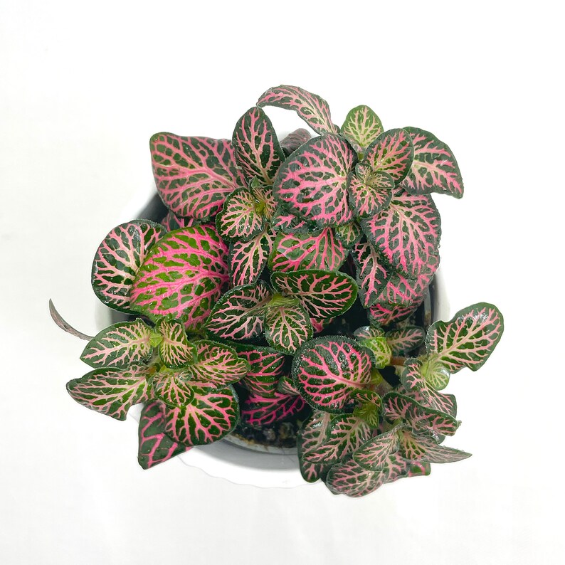 
                  
                    Fittonia
                  
                