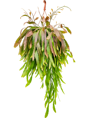 Rhipsalis ramulosa Red coral