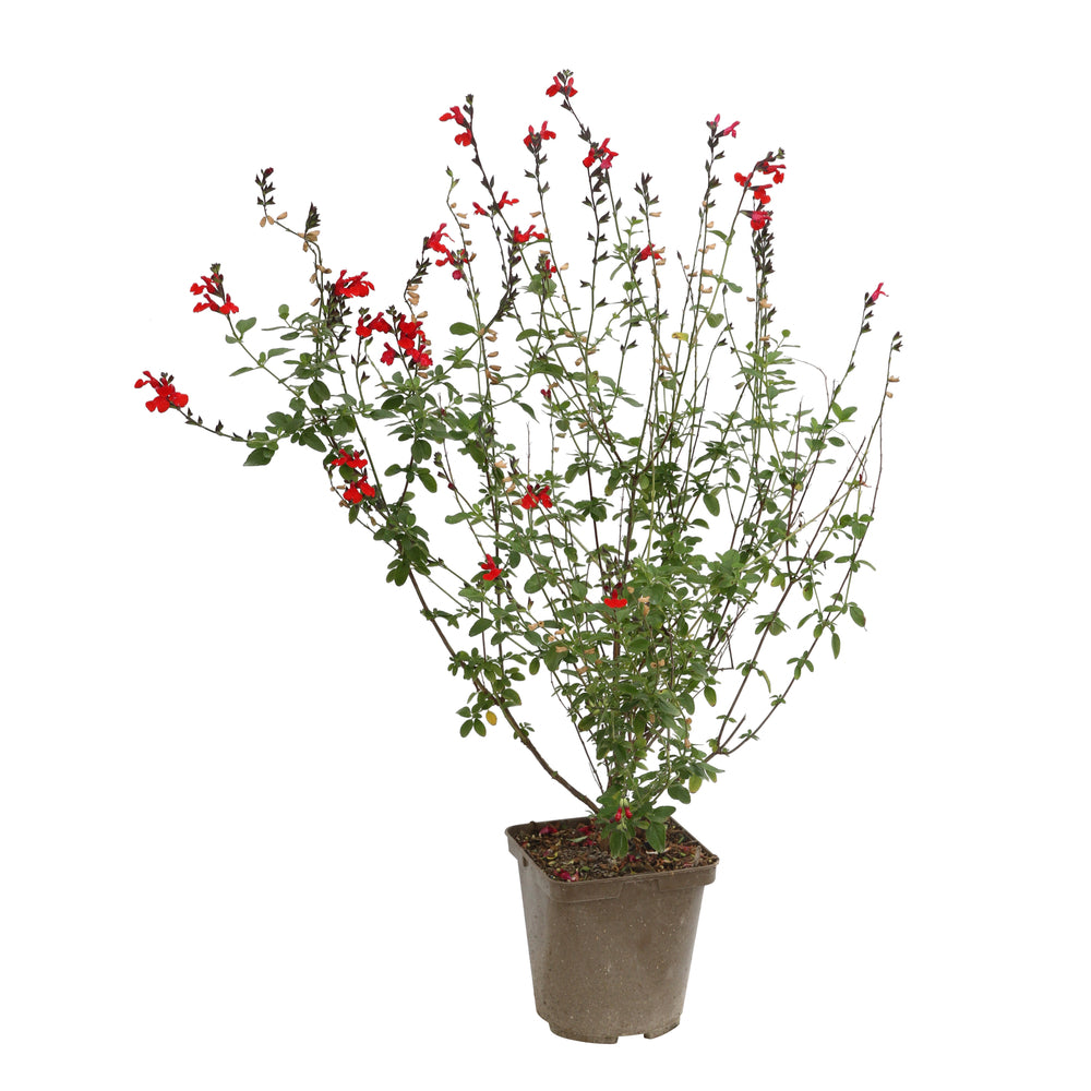 Salvia rouge Sauge arbustive