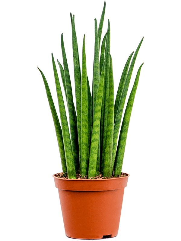 Sansevieria cylindrica'Mikado