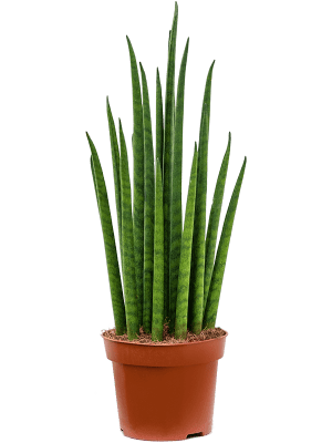 
                  
                    Sansevieria cylindrica'Mikado
                  
                