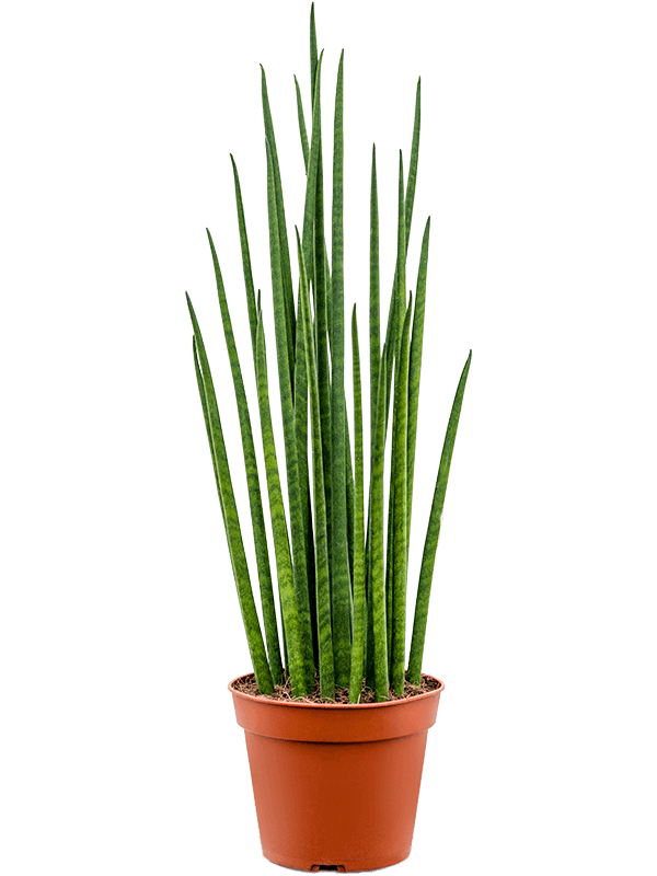 
                  
                    Sansevieria cylindrica'Mikado
                  
                