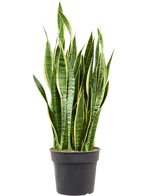 
                  
                    Sansevieria trifasciata 'Laurentii'
                  
                